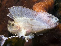 Leaf Scorpionfish by Marco Waagmeester 